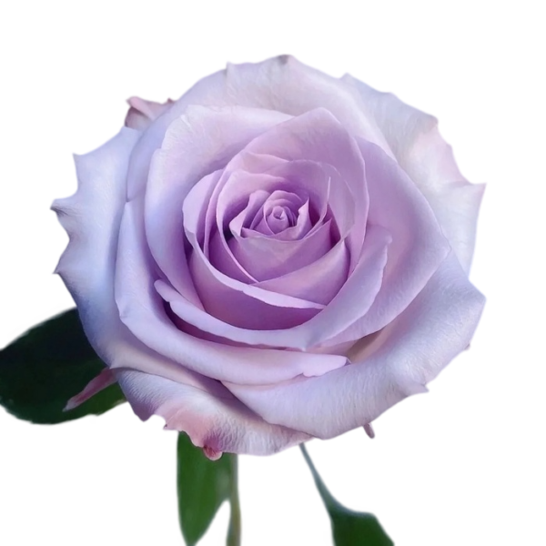 Premium Fresh Cut Roses Wholesale Purple Roses Yunnan For Wedding Bouquets & Event Florals