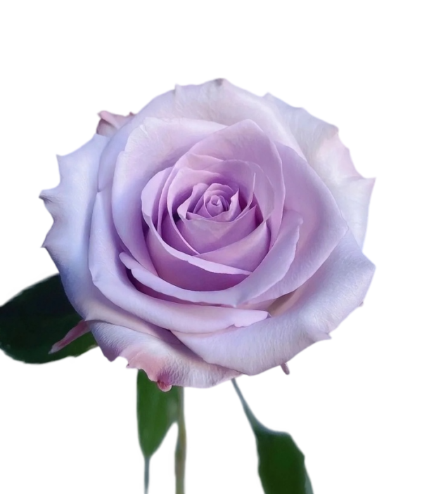 Premium Fresh Cut Roses Wholesale Purple Roses Yunnan For Wedding Bouquets & Event Florals