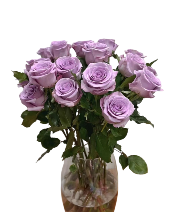 Premium Fresh Cut Roses Wholesale Purple Roses Yunnan For Wedding Bouquets & Event Florals