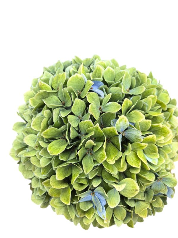 Premium Fresh Cut Hydrangea Wholesale Yunnan For Wedding Bouquets & Large Event Centerpieces