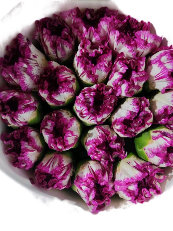 Fresh Cut Carnations Dianthus Supplier China Yunnan Bulk Export For Overseas Flower Importers