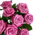 Premium Fresh Cut Roses Wholesale Blush Pink Roses Yunnan For Wedding Bouquets & Event Florals