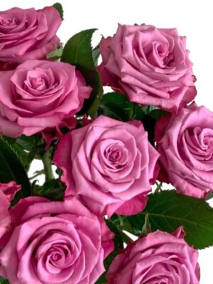 Premium Fresh Cut Roses Wholesale Blush Pink Roses Yunnan For Wedding Bouquets & Event Florals