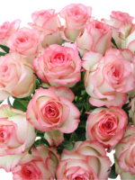 Premium Fresh Cut Roses Wholesale Elsa Roses Yunnan For Wedding Bouquets & Event Florals