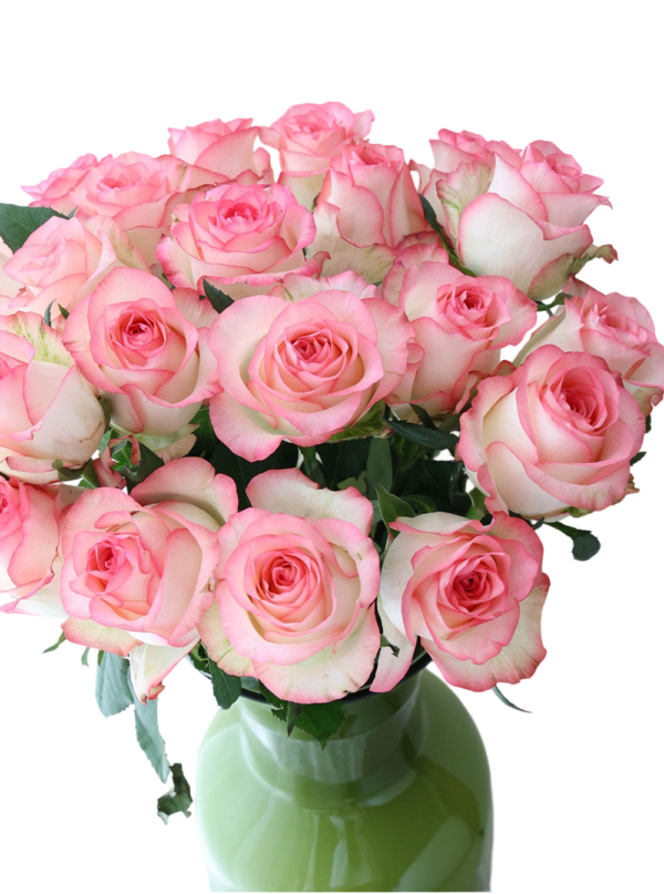 Premium Fresh Cut Roses Wholesale Elsa Roses Yunnan For Wedding Bouquets & Event Florals