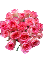 Premium Fresh Cut Roses Wholesale Elsa Roses Yunnan For Wedding Bouquets & Event Florals