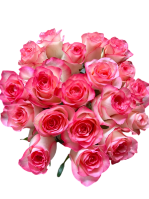 Premium Fresh Cut Roses Wholesale Elsa Roses Yunnan For Wedding Bouquets & Event Florals