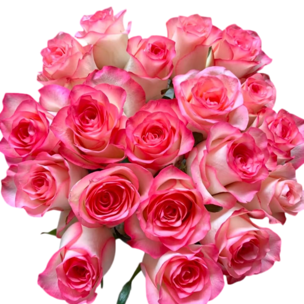 Premium Fresh Cut Roses Wholesale Elsa Roses Yunnan For Wedding Bouquets & Event Florals