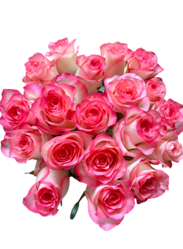 Premium Fresh Cut Roses Wholesale Elsa Roses Yunnan For Wedding Bouquets & Event Florals
