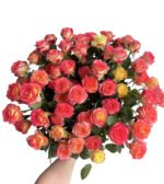 Premium Fresh Cut Spray Roses Wholesale Alice Spray Roses Yunnan For Wedding Bouquets & Event Florals