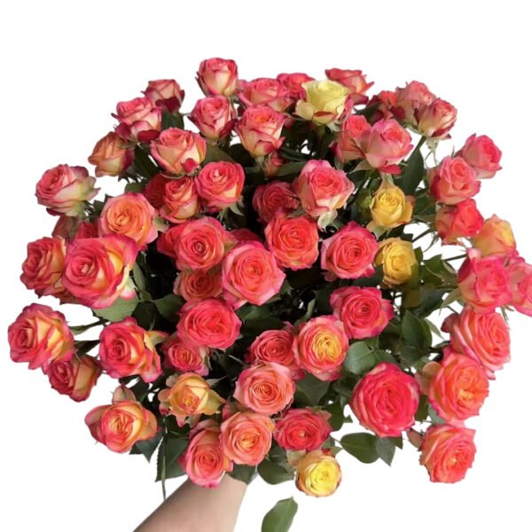 Premium Fresh Cut Spray Roses Wholesale Alice Spray Roses Yunnan For Wedding Bouquets & Event Florals