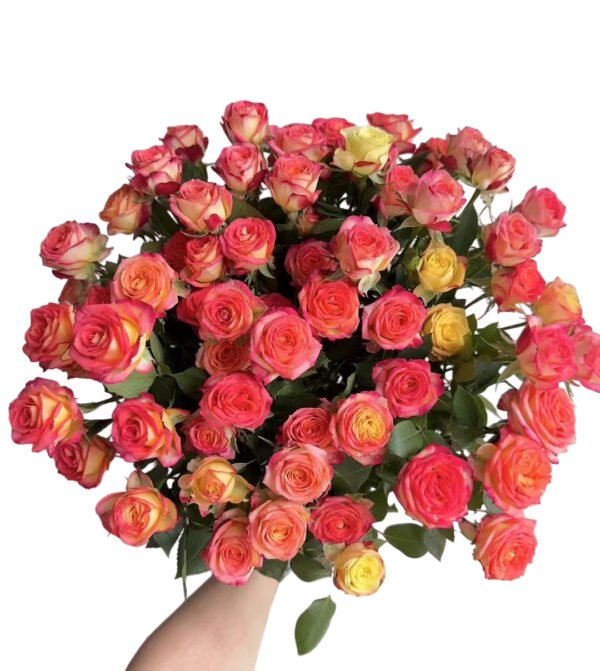 Premium Fresh Cut Spray Roses Wholesale Alice Spray Roses Yunnan For Wedding Bouquets & Event Florals