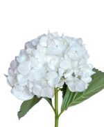 Premium Fresh Cut Hydrangea Wholesale Yunnan For Wedding Bouquets & Large Event Centerpieces
