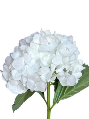Premium Fresh Cut Hydrangea Wholesale Yunnan For Wedding Bouquets & Large Event Centerpieces