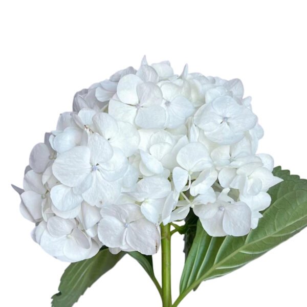 Premium Fresh Cut Hydrangea Wholesale Yunnan For Wedding Bouquets & Large Event Centerpieces
