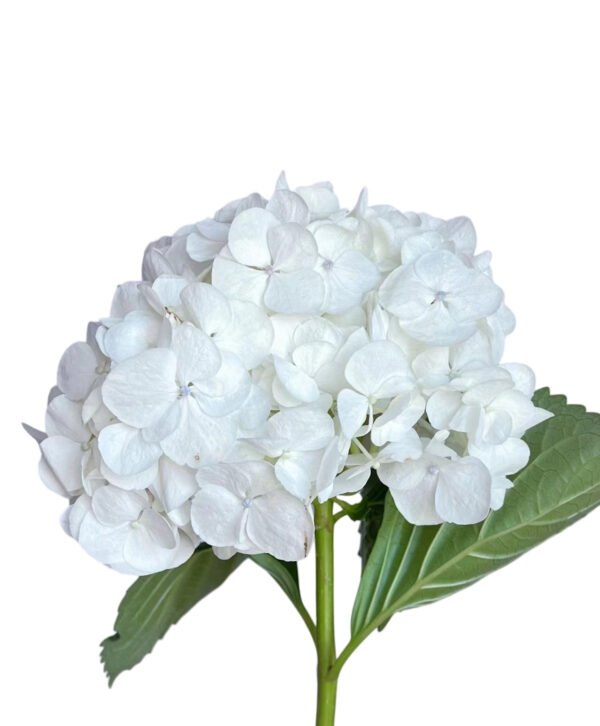 Premium Fresh Cut Hydrangea Wholesale Yunnan For Wedding Bouquets & Large Event Centerpieces