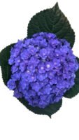 Premium Fresh Cut Double Hydrangea Wholesale Hydrangea Yunnan For Wedding Bouquets & Large Event Centerpieces