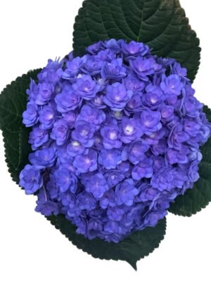 Premium Fresh Cut Double Hydrangea Wholesale Hydrangea Yunnan For Wedding Bouquets & Large Event Centerpieces
