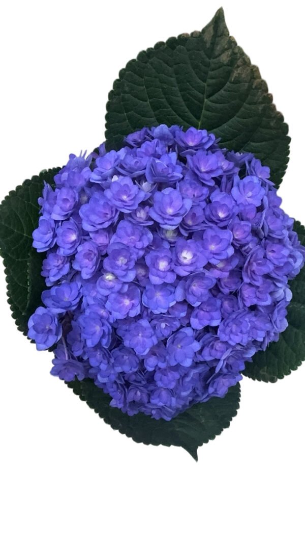 Premium Fresh Cut Double Hydrangea Wholesale Hydrangea Yunnan For Wedding Bouquets & Large Event Centerpieces