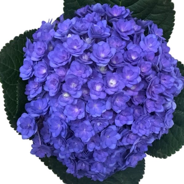 Premium Fresh Cut Double Hydrangea Wholesale Hydrangea Yunnan For Wedding Bouquets & Large Event Centerpieces