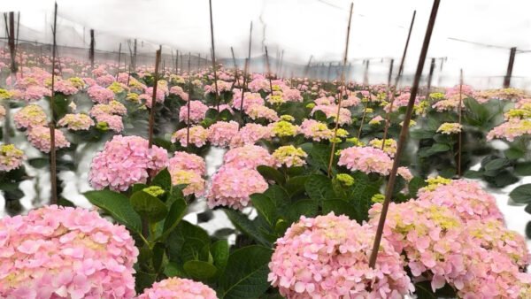Premium Fresh Cut Hydrangea Wholesale Yunnan For Wedding Bouquets & Large Event Centerpieces