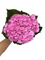 Premium Fresh Cut Double Hydrangea Wholesale Hydrangea Yunnan For Wedding Bouquets & Large Event Centerpieces