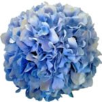Premium Fresh Cut Hydrangea Wholesale Yunnan For Wedding Bouquets & Large Event Centerpieces