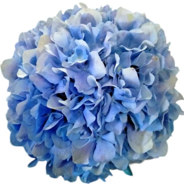 Premium Fresh Cut Hydrangea Wholesale Yunnan For Wedding Bouquets & Large Event Centerpieces