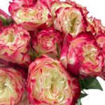Premium Fresh Cut Roses Wholesale Apple Jack Roses Yunnan For Wedding Bouquets & Event Florals