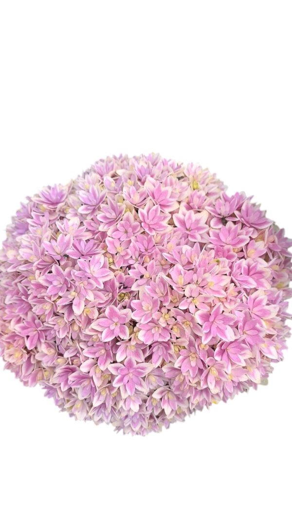 Premium Fresh Cut Double Hydrangea Wholesale Hydrangea Yunnan For Wedding Bouquets & Large Event Centerpieces