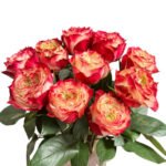 Premium Fresh Cut Roses Wholesale Apple Jack Roses Yunnan For Wedding Bouquets & Event Florals