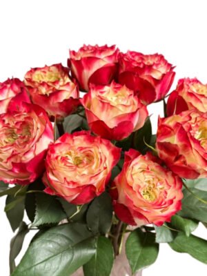 Premium Fresh Cut Roses Wholesale Apple Jack Roses Yunnan For Wedding Bouquets & Event Florals