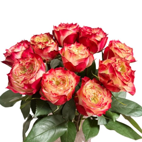 Premium Fresh Cut Roses Wholesale Apple Jack Roses Yunnan For Wedding Bouquets & Event Florals