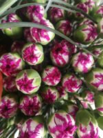 Fresh Cut Carnations Dianthus Supplier China Yunnan Bulk Export For Overseas Flower Importers