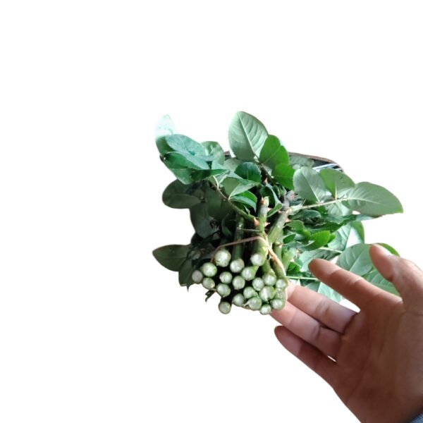 Premium Fresh Cut Roses Wholesale Butter Cup Roses Yunnan For Wedding Bouquets & Event Florals
