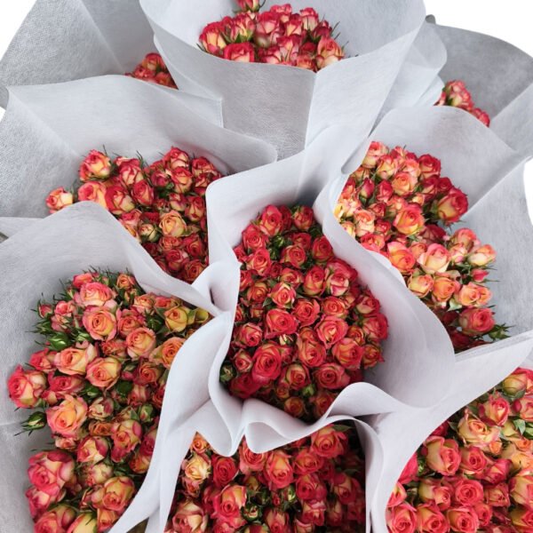 Premium Fresh Cut Spray Roses Wholesale Alice Spray Roses Yunnan For Wedding Bouquets & Event Florals