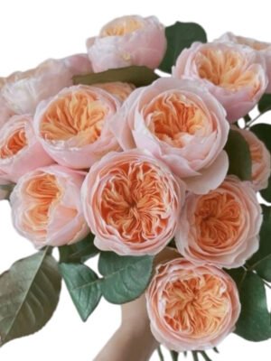Premium Fresh Cut Spray Roses Wholesale Julieta Spray Roses Yunnan For Wedding Bouquets & Event Florals