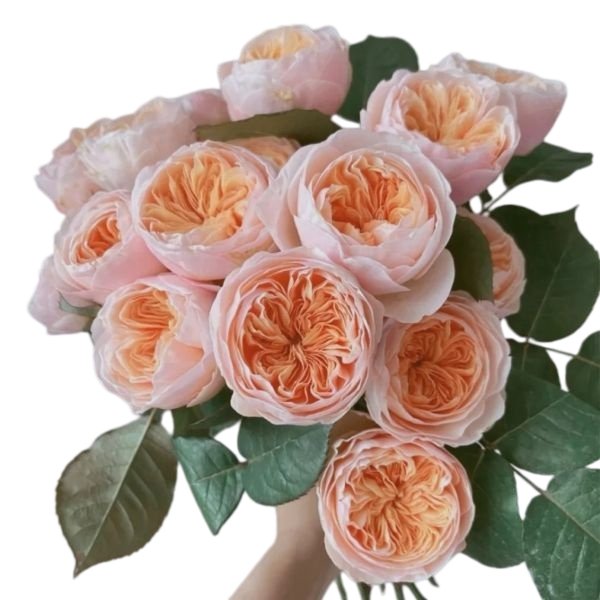 Premium Fresh Cut Spray Roses Wholesale Julieta Spray Roses Yunnan For Wedding Bouquets & Event Florals