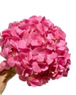 Premium Fresh Cut Hydrangea Wholesale Yunnan For Wedding Bouquets & Large Event Centerpieces