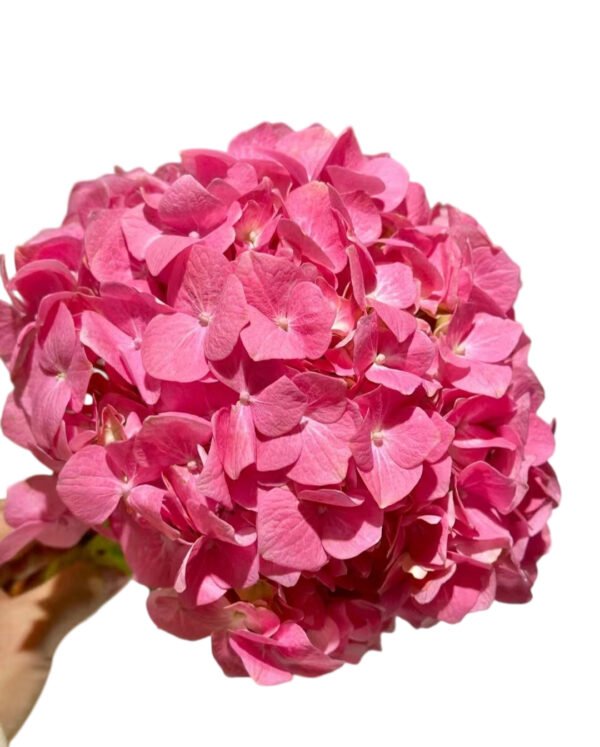 Premium Fresh Cut Hydrangea Wholesale Yunnan For Wedding Bouquets & Large Event Centerpieces