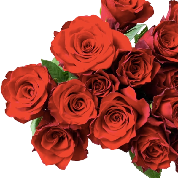 Premium Fresh Cut Roses Wholesale Red Roses Yunnan For Wedding Bouquets & Event Florals