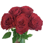 Premium Fresh Cut Roses Wholesale Red Roses Yunnan For Wedding Bouquets & Event Florals
