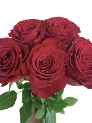 Premium Fresh Cut Roses Wholesale Red Roses Yunnan For Wedding Bouquets & Event Florals