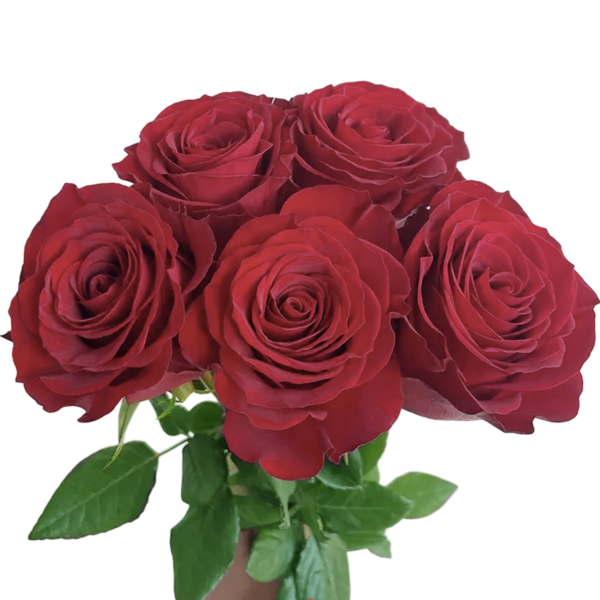 Premium Fresh Cut Roses Wholesale Red Roses Yunnan For Wedding Bouquets & Event Florals