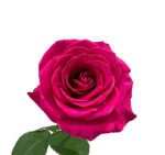 Premium Fresh Cut Roses Wholesale Floyd Roses Yunnan For Wedding Bouquets & Event Florals