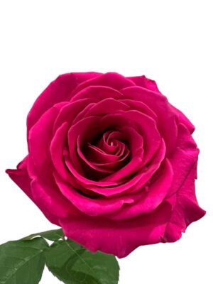 Premium Fresh Cut Roses Wholesale Floyd Roses Yunnan For Wedding Bouquets & Event Florals