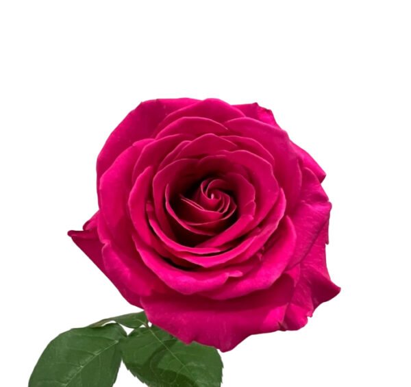 Premium Fresh Cut Roses Wholesale Floyd Roses Yunnan For Wedding Bouquets & Event Florals