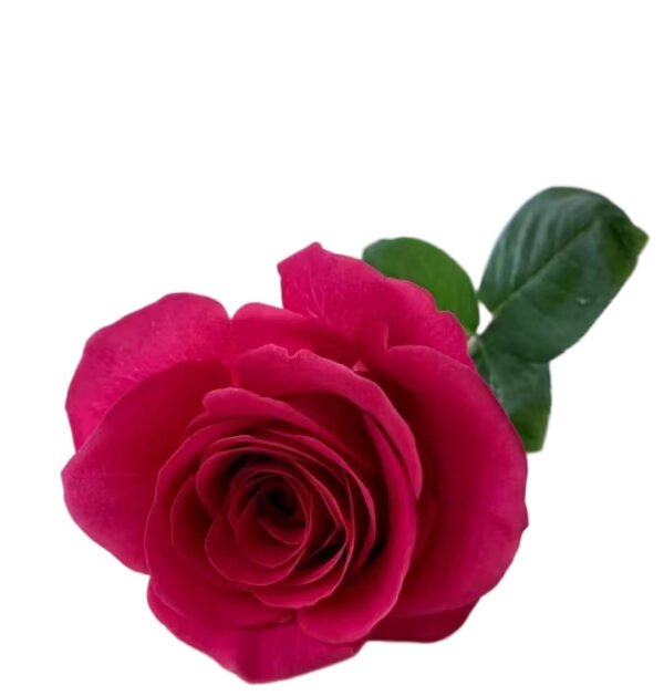 Premium Fresh Cut Roses Wholesale Floyd Roses Yunnan For Wedding Bouquets & Event Florals