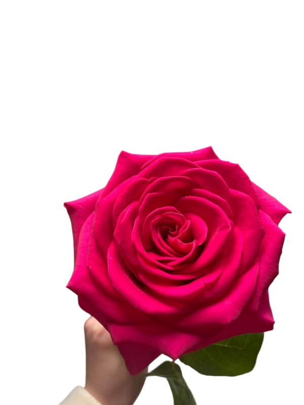 Premium Fresh Cut Roses Wholesale Floyd Roses Yunnan For Wedding Bouquets & Event Florals