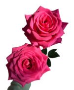 Premium Fresh Cut Roses Wholesale Floyd Roses Yunnan For Wedding Bouquets & Event Florals